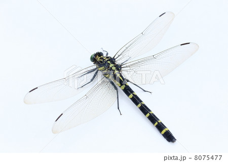 とんぼ 8075477