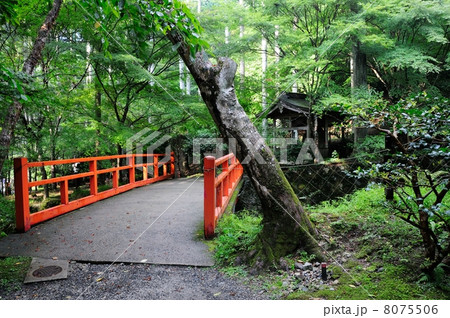 雨の三千院 雨の三千院 8075506