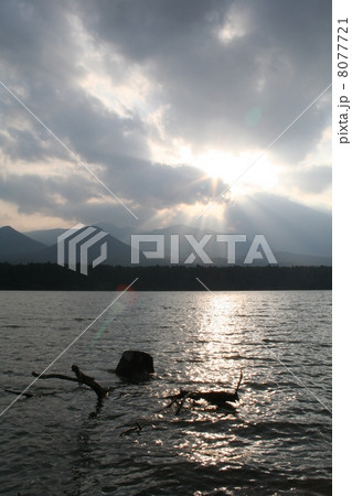 糠平湖　湖面に浸かる切り株 8077721