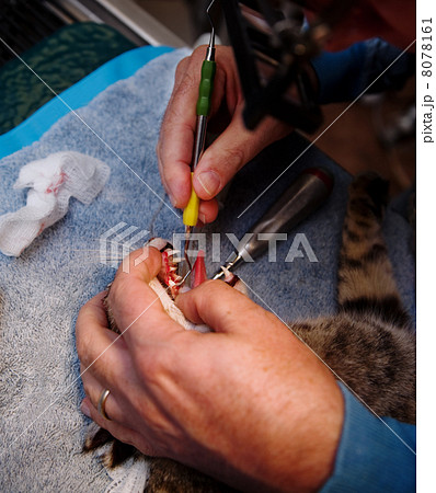 Veterinary Dentistry 8078161