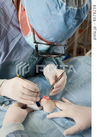 Knee operation on small dog 8078238