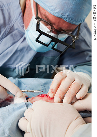 Veterinarian closing incision after knee operation Veterinarian closing incision after knee operation 8078791