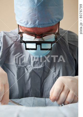 Veterniarian performing spay operation on dog Veterniarian performing spay operation on dog 8078799