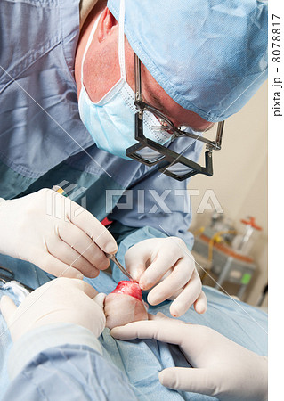 Veterinarian doing knee surgery on small dog Veterinarian doing knee surgery on small dog 8078817