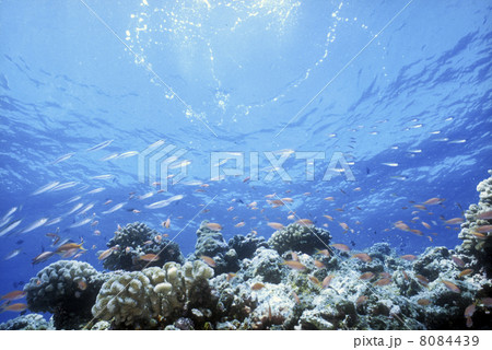 サンゴと熱帯魚水中 海中 水面 海面 アカネハナゴイ キンギョハナダイ 魚群 海水魚 沖縄 石垣島の写真素材