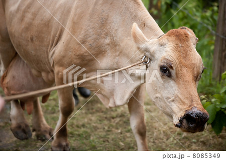 Costa Rican cow 8085349