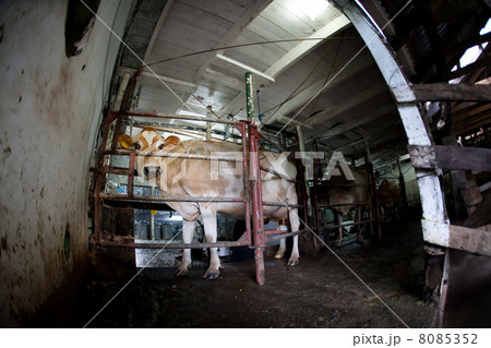 Cow on a dairy farm 8085352
