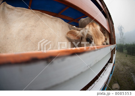 Cow on panel truck 8085353