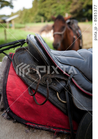 Detail of saddle Detail of saddle 8085377