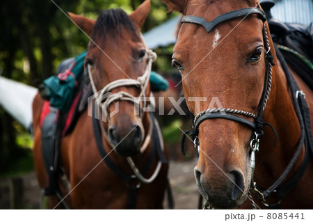 Horse Horse 8085441
