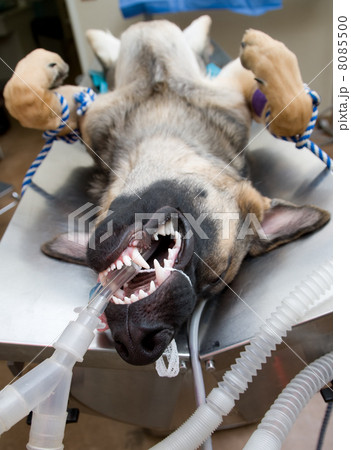 Dog under anesthesia Dog under anesthesia 8085500