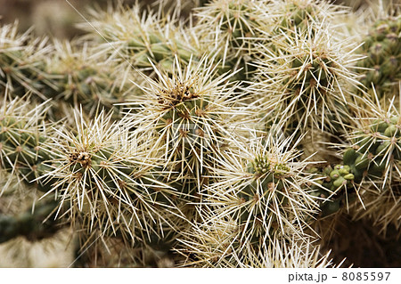 Cholla Cactus Close-Up 8085597