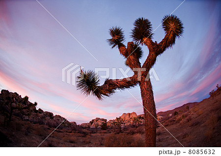 Joshua Tree Silhouette 8085632