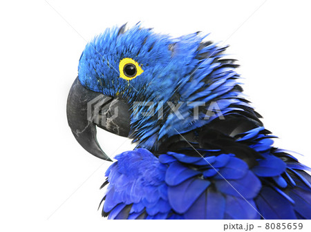 Hyacinth Macaw Hyacinth Macaw 8085659