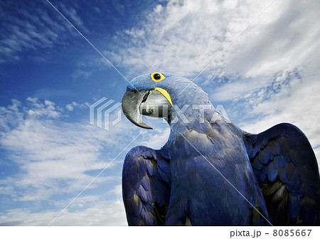 Hyacinth Macaw 8085667