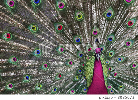 Psychedelic Peacock 1 Psychedelic Peacock 1 8085673