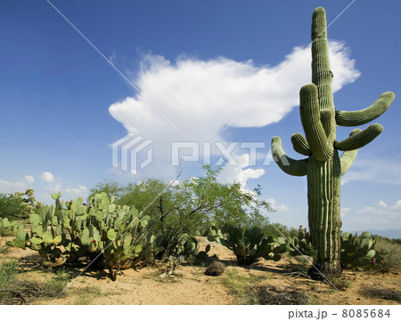 Saguaro and Cloud 8085684