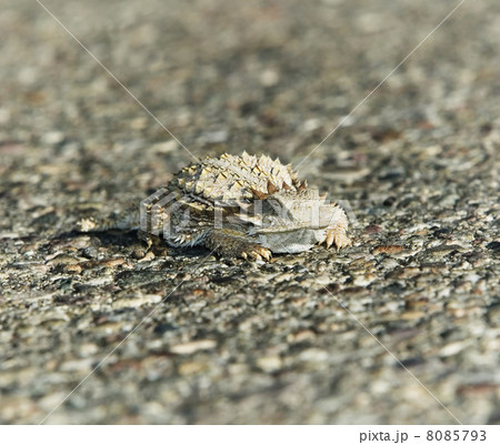 Horned Lizard 8085793