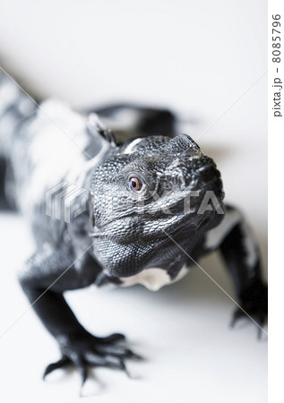 Spiny Tailed Iguana Spiny Tailed Iguana 8085796