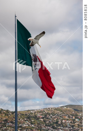 Gull flying past large Mexicn flag Gull flying past large Mexicn flag 8085818