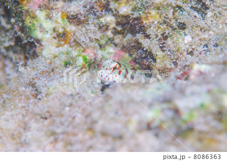 モンツキカエルウオ 8086363