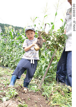 おじいちゃんとじゃがいも掘り 8086590