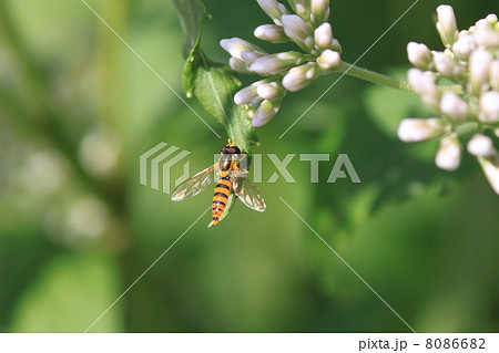 ヒメヒラタアブ 8086682