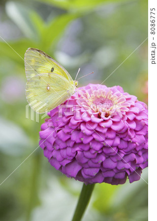 モンキチョウ モンキチョウ 8086775