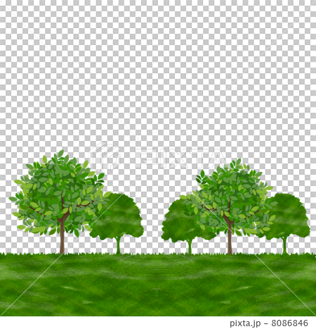 木  コピースペース 風景 8086846