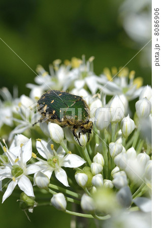 ニラの花とコアオハナムグリ 8086906