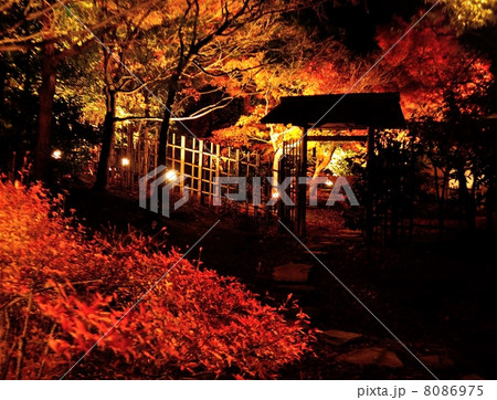 夜の紅葉 夜の紅葉 8086975