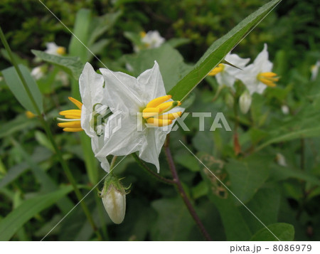 綺麗な花にはトゲがある ワルナスビの花の写真素材