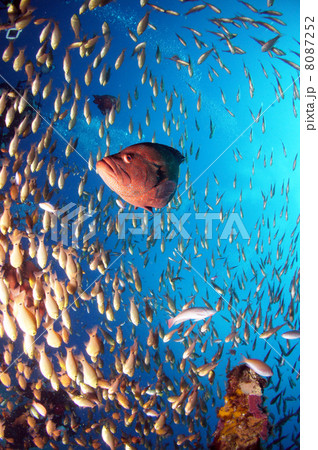 ゼロ戦 ゼロ戦 8087252