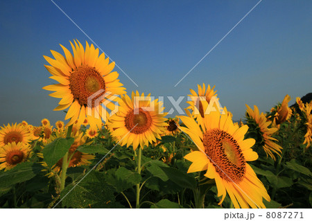 ひまわり742 8087271
