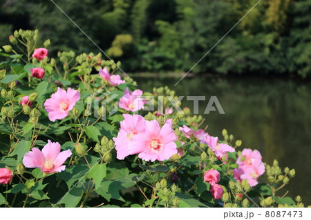 松江城のお堀端に咲く芙蓉 松江城のお堀端に咲く芙蓉 8087473