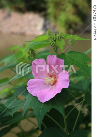松江城のお堀端に咲く芙蓉 松江城のお堀端に咲く芙蓉 8087475