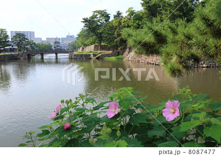 松江城のお堀端に咲く芙蓉 松江城のお堀端に咲く芙蓉 8087477
