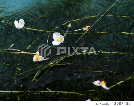 金魚藻 金魚藻 8087486