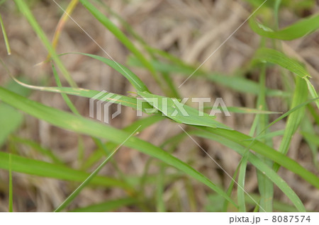 多摩丘陵の昆虫　東京 8087574