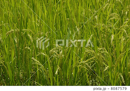 稲穂　八王子市　８月 8087579