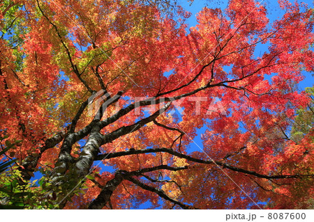 小田深山の紅葉 小田深山の紅葉 8087600