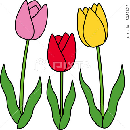 チューリップ 8087822