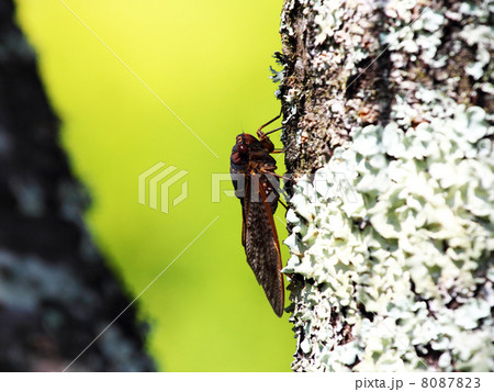 セミ セミ 8087823