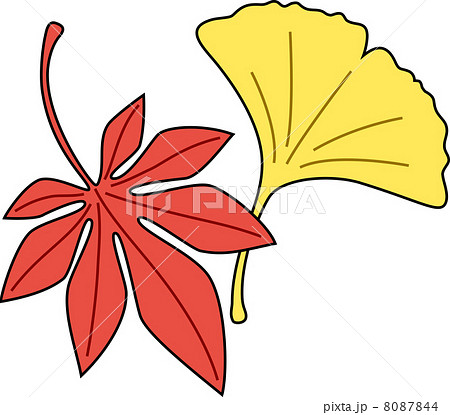 もみじといちょう もみじといちょう 8087844