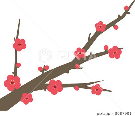 梅の花 梅の花 8087901