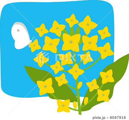 菜の花とチョウチョ 8087918