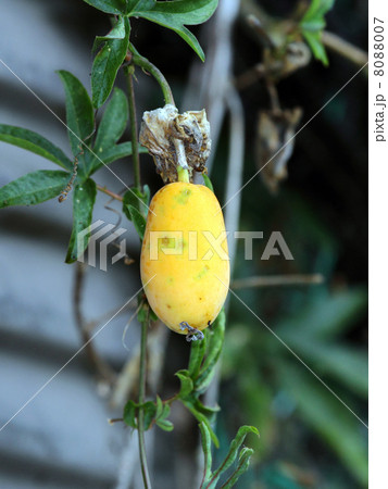 トケイソウ 8088007