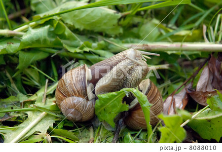 Two snails kissing 8088010