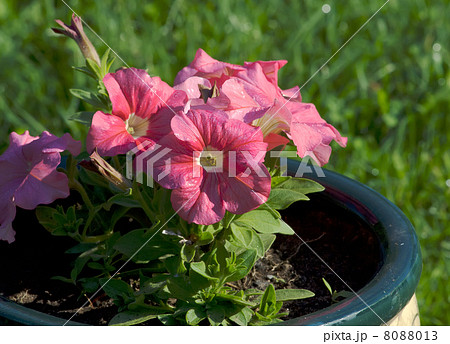 Petunias 8088013