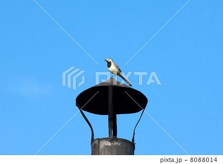 Pied Wagtail - Motacilla alba 8088014